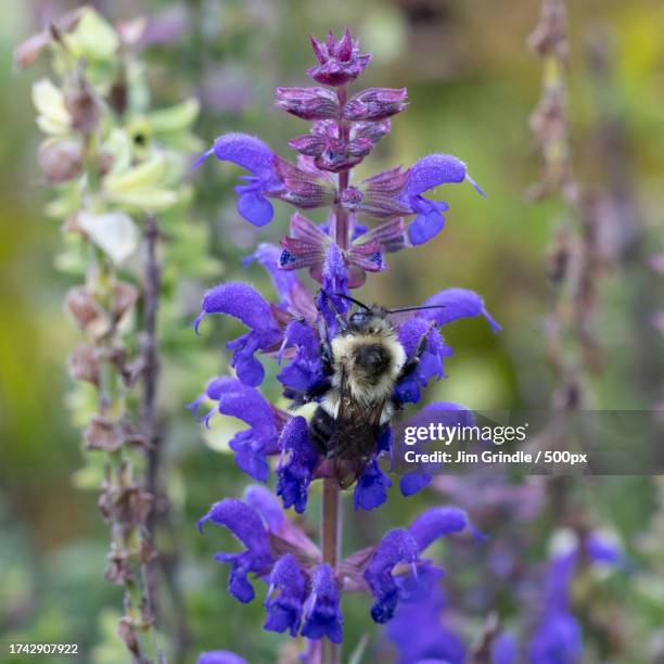 close-up of bee on purple flowers,lakeville,minnesota,united states,usa - lakeville minnesota stock pictures, royalty-free photos & images