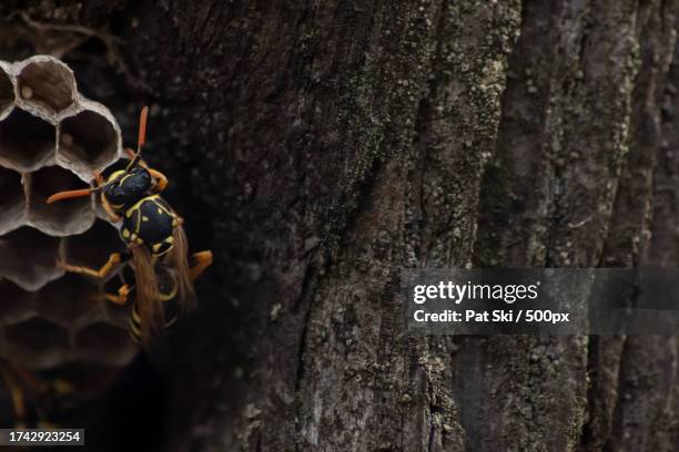Anto Tree Ant Tree Photos and Premium High Res Pictures - Getty Images