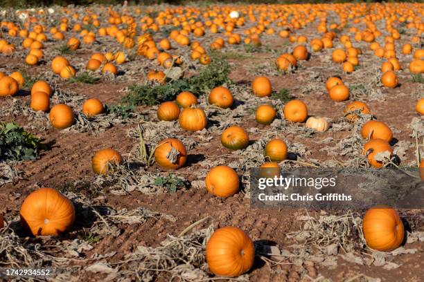 scenic landscape of orange pumpkins ready for harvest at a pumpkin patch in ledbury, herefordshire, england, united kingdom - pumpkin harvest 個照片及圖片檔