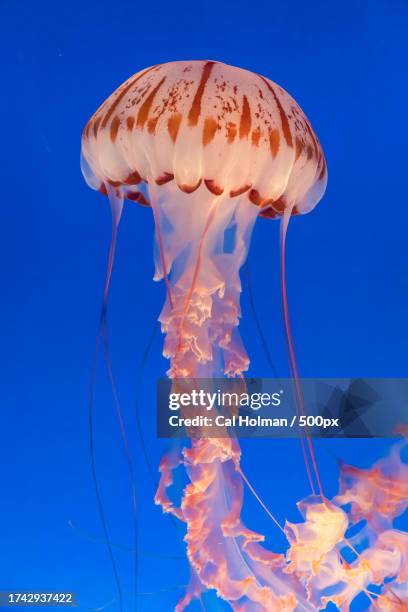 close-up of jellyfish swimming in sea,monterey,california,united states,usa - tentacle stock pictures, royalty-free photos & images