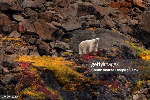 high angle view of goat standing on rock - andree thorpe stock pictures, royalty-free photos & images