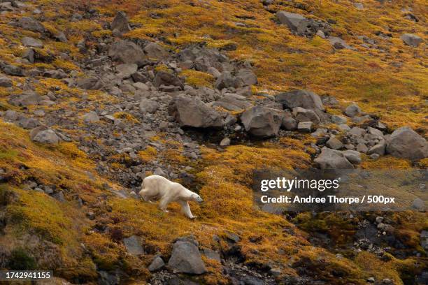 high angle view of sheep standing on rock - andree thorpe stock pictures, royalty-free photos & images