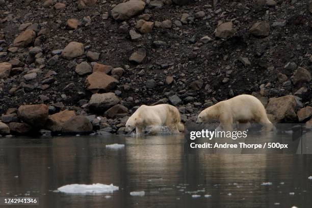 two polar bears play fight - andree thorpe stock pictures, royalty-free photos & images