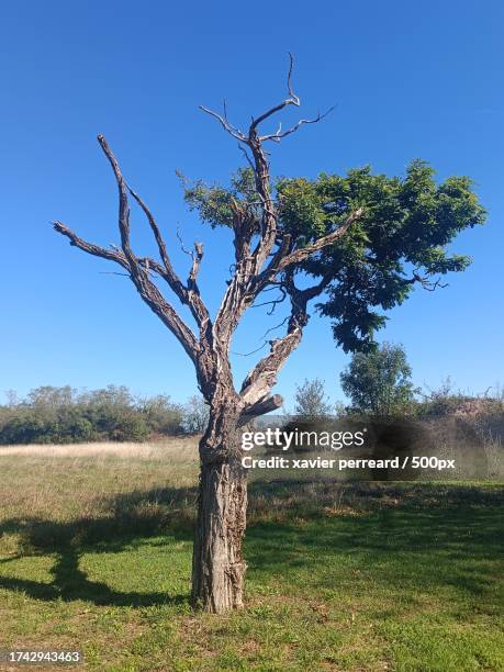 trees on field against clear blue sky,france - antiparasitic stock pictures, royalty-free photos & images