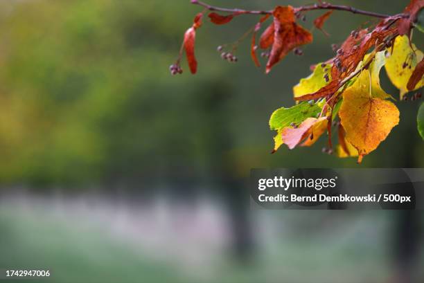 close-up of maple leaves on tree - bernd dembkowski stock-fotos und bilder