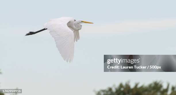 low angle view of great egret flying against clear sky,new york,united states,usa - lauren white stock pictures, royalty-free photos & images