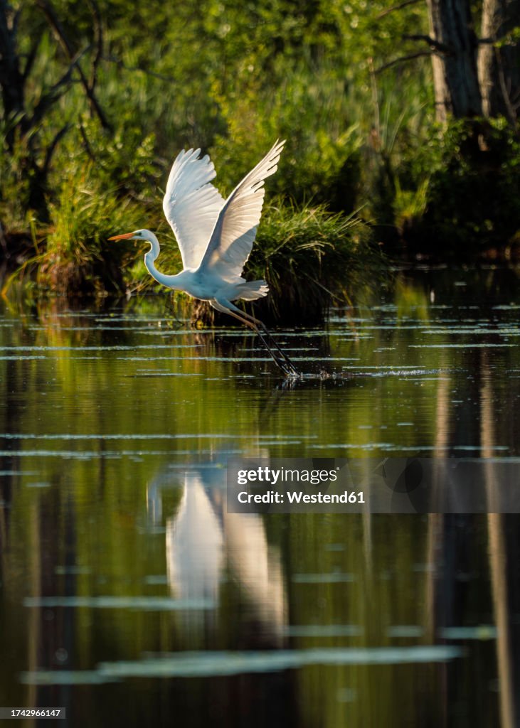 Great egret (Ardea alba) atSchwenninger Moos reserve