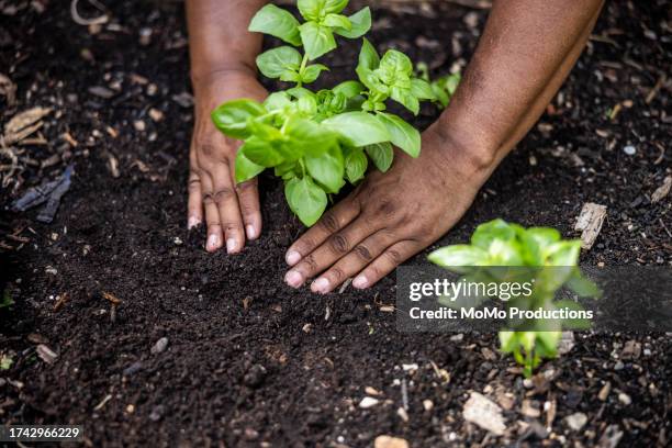 closeup of hands planting vegetables in community garden - moestuin stockfoto's en -beelden
