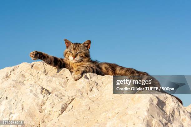 low angle view of cat sitting on rock against clear blue sky - chat repos stock pictures, royalty-free photos & images