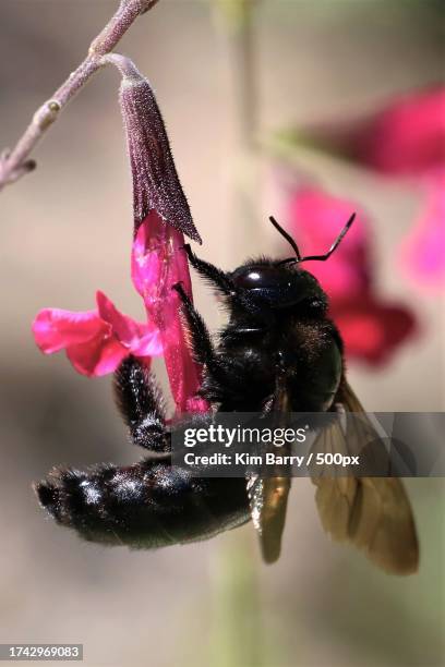 Utitod Insect 576 Arizona Insects Stock Photos, High-Res Pictures, and Images - Getty ...