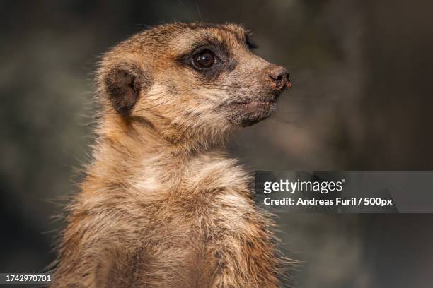 close-up of meerkat looking away - erdmännchen stock pictures, royalty-free photos & images