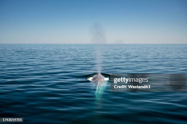 mexico, baja california, blue whale (balaenoptera musculus) breaching in sea of cortes - blauwe vinvis stockfoto's en -beelden