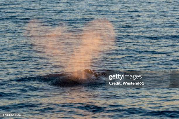 mexico, baja california, humpback whale (megaptera novaeangliae) breaching in sea of cortes - surfacing stock pictures, royalty-free photos & images