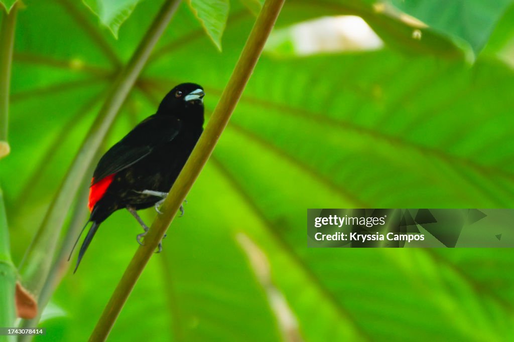 Scarlet-Rumped Tanager Perched on a Branch