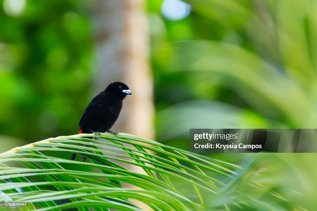 Scarlet-Rumped Tanager Perched on a Branch
