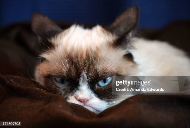 Grumpy Cat makes an appearance at Kitson Santa Monica to promote her new book "Grumpy Cat : A Grumpy Book" on July 23, 2013 in Santa Monica,...