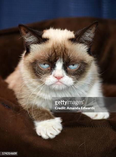 Grumpy Cat makes an appearance at Kitson Santa Monica to promote her new book "Grumpy Cat : A Grumpy Book" on July 23, 2013 in Santa Monica,...
