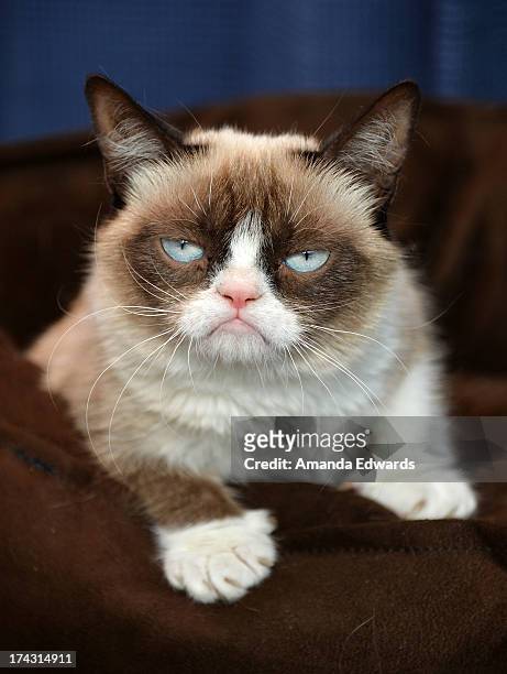 Grumpy Cat makes an appearance at Kitson Santa Monica to promote her new book "Grumpy Cat : A Grumpy Book" on July 23, 2013 in Santa Monica,...