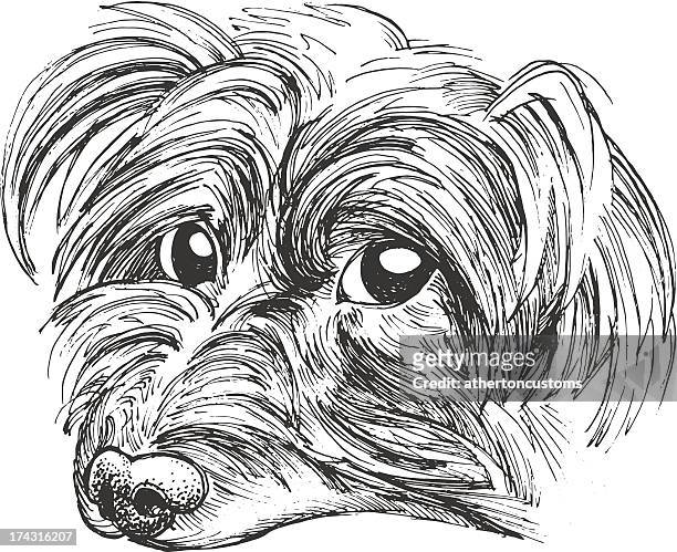 ilustrações de stock, clip art, desenhos animados e ícones de yorkie pequeno - yorkshire terrier