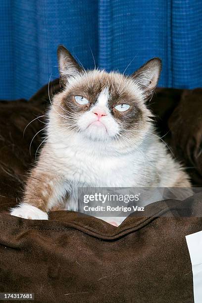 Grumpy Cat High Grumpy Cat Portrait Photos and Premium High Res Pictures - Getty Images