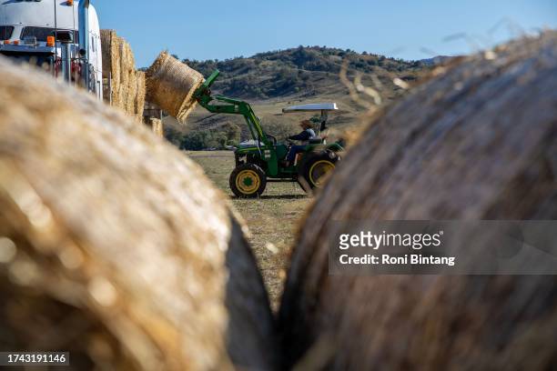 Drought-affected farmer unload hay from a truck at Rouchel Brook on October 14, 2023 in the Hunter Valley, Australia. The rapid return to drought...