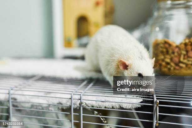 portrait of a white domestic rat walking on its metal cage looking at the camera, front view - albino animals stock pictures, royalty-free photos & images