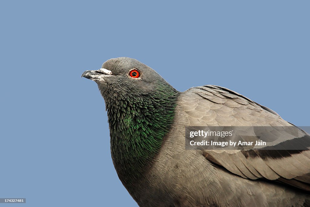 A close up image of a pigeon