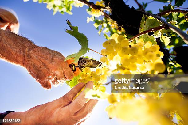 harvesting the grape - green grape stock pictures, royalty-free photos & images