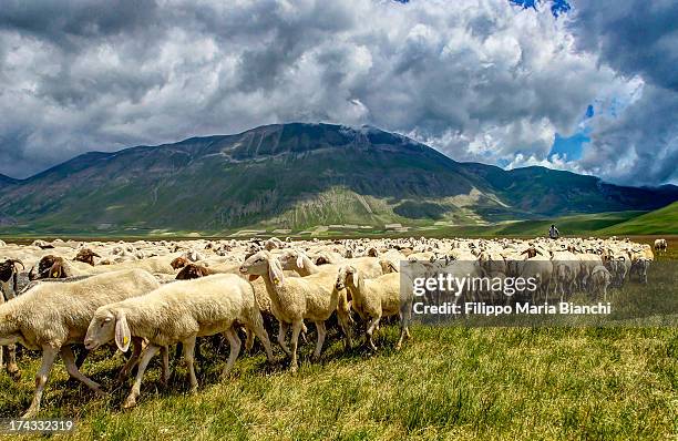 transhumance - almabtrieb stock-fotos und bilder