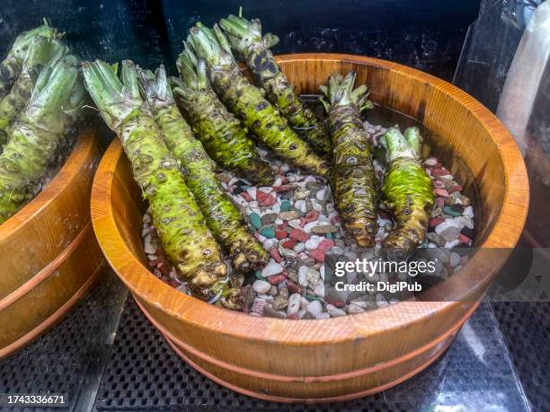 wasabi produced in shizuoka - fresh wasabi stock-fotos und bilder