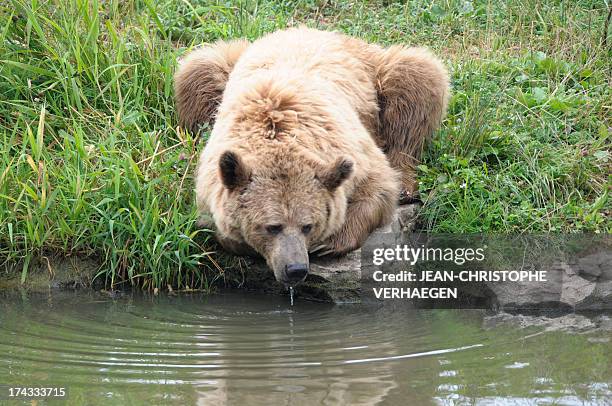 Brown bear drinks water at the Sainte-Croix zoologic park, in the French eastern city of Rhodes, on July 24, 2013. AFP PHOTO / JEAN-CHRISTOPHE...