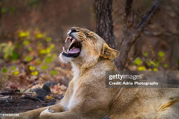 roaring lioness - ギールフォーレスト国立公園 ストックフォトと画像