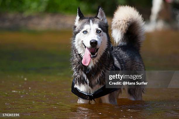 a wet siberian husky! - siberian husky stock pictures, royalty-free photos & images