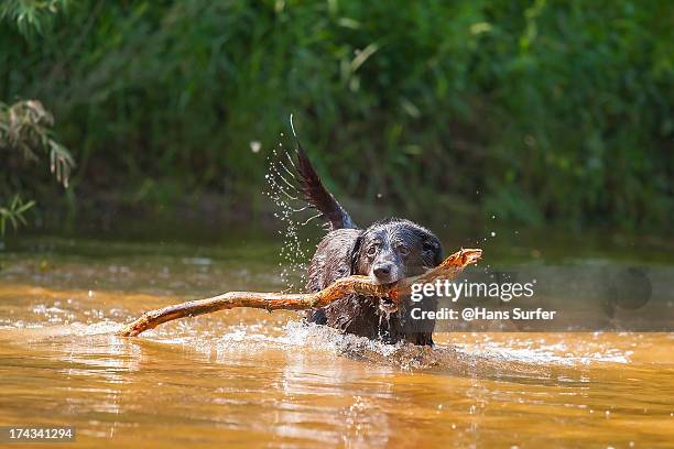 Simplistic Lab Rotty 734 Lab Rottweiler Stock Photos, High-Res Pictures, and Images - Getty ...