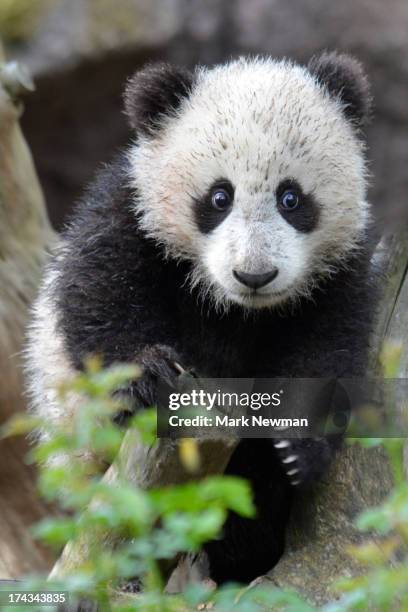 5,844 Lesser Pandas Stock Photos, High-Res Pictures, and Images - Getty