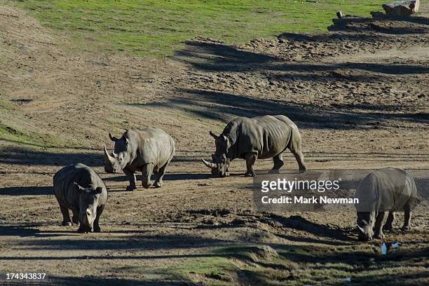 southern white rhinos - sydlig vit noshörning bildbanksfoton och bilder
