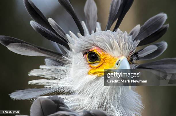 secretary bird portrait - secretary bird stock pictures, royalty-free photos & images