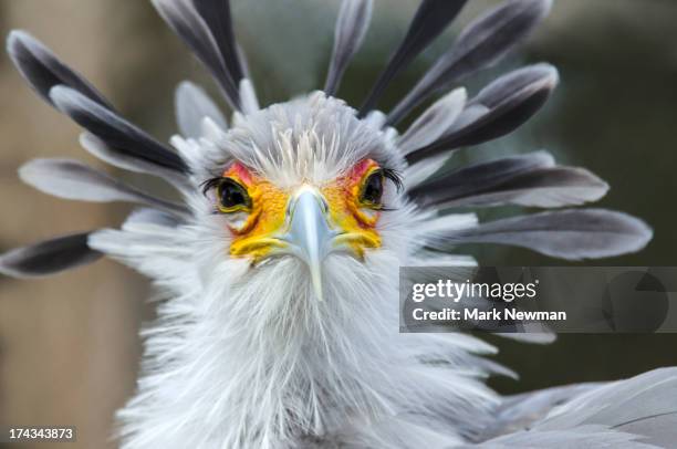 secretary bird portrait - secretary bird stock pictures, royalty-free photos & images