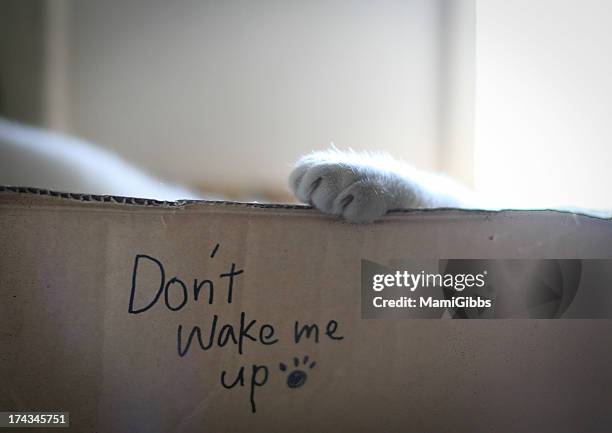 Cat is sleeping in the box