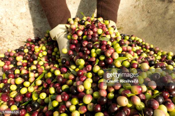 showing olives - azeitonas stock pictures, royalty-free photos & images