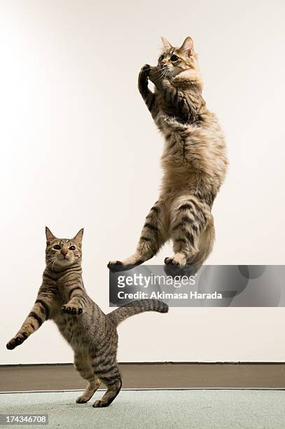 two cats playing - rearing up imagens e fotografias de stock