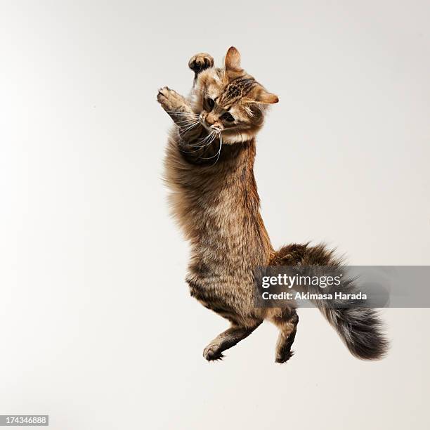 cat jumping - cat mid air stock pictures, royalty-free photos & images