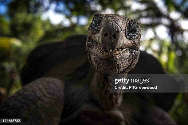 low angle of a giant turtle looking at the camera - giant camera stock pictures, royalty-free photos & images