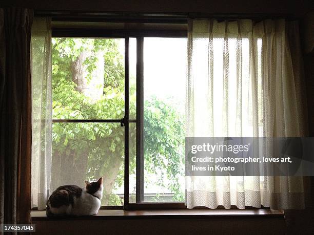 the cat which looks at outside from a window - cat window stock pictures, royalty-free photos & images