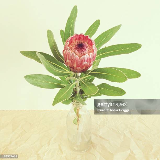 single pink protea flower in glass vase - protea stock pictures, royalty-free photos & images