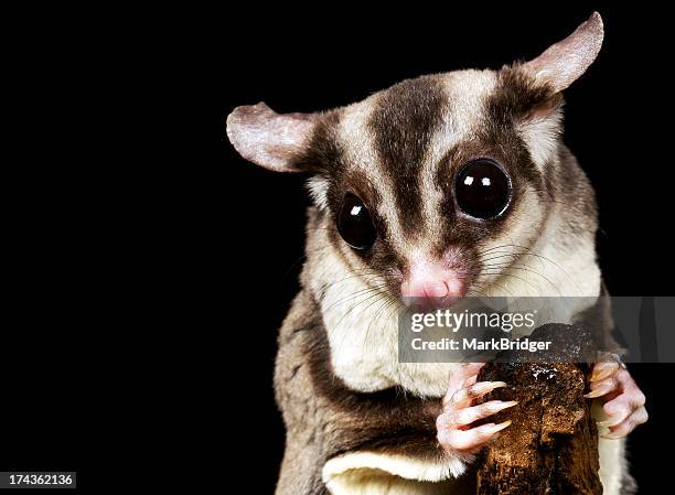 gizmo - sugar glider stock pictures, royalty-free photos & images