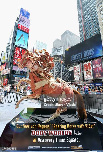 Rearing Horse With Rider", one of Dr. Gunther von Hagens most recognized anatomical specimens, during the public unveiling at Times Square on July...