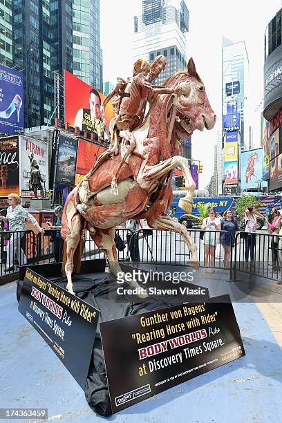 Rearing Horse With Rider", one of Dr. Gunther von Hagens most recognized anatomical specimens, during the public unveiling at Times Square on July...