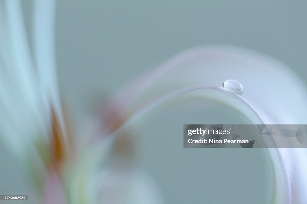 Abstract Easter Lily