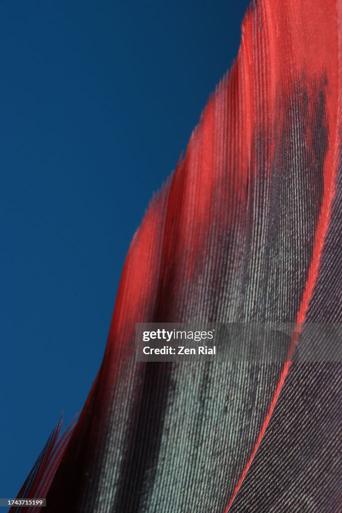 Close up of a single black and red feather on blue background